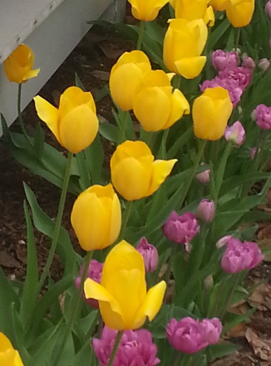 Yellow and purple tulips